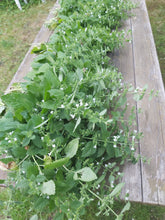 Lade das Bild in den Galerie-Viewer, Mein Herbstgeschenk