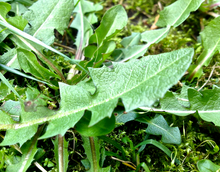 Lade das Bild in den Galerie-Viewer, “Kräuter – Abend in des Einhorns Weißer Garten"
